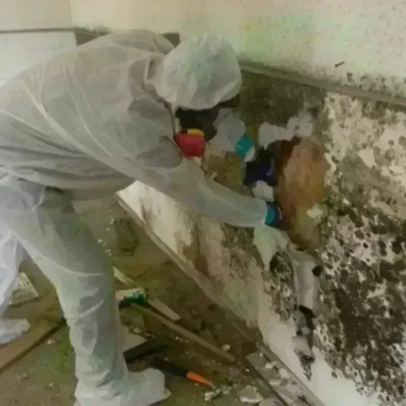 Mold Remediation and Removal in Warm Springs, OR